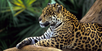 http://www.avaaz.org/nl/oil_in_the_amazon_global/?bFHSddb&v=21298 http://avaaz_images.s3.amazonaws.com/4074_Jaguar-In-Amazon-Rainforest_3_200x100.png