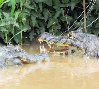 caiman