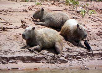 capybara