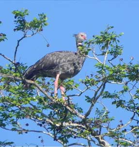 Chauna Torquata