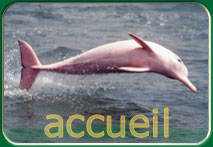 dolphin logo