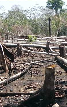 ex-for&ecirc;t