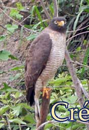 falcon