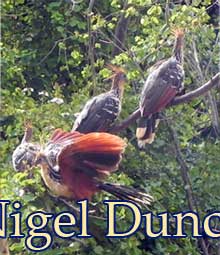 Hoatzin