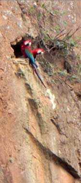 macaws