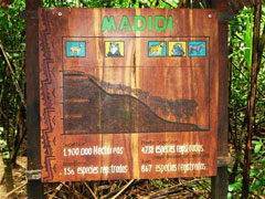 madidi