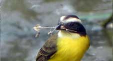 oiseau_jaune