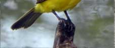 oiseau_jaune