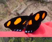 papillon
