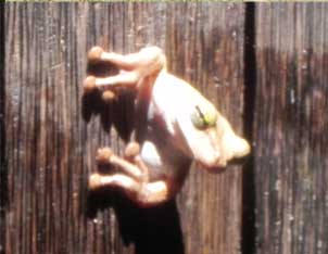 tree frog